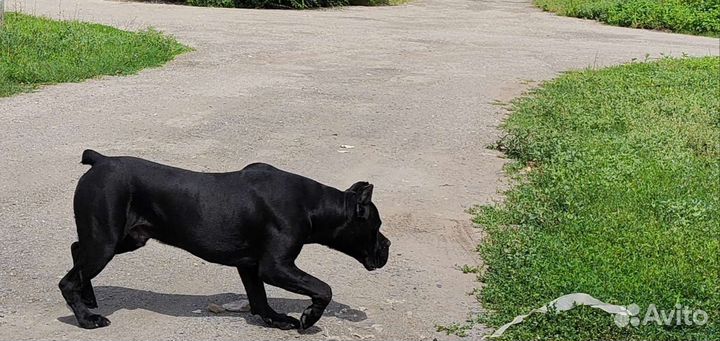 Кане Корсо вязка