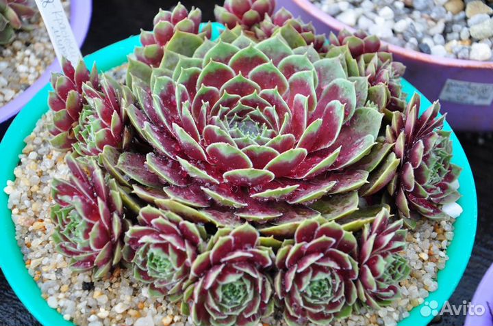 Молодило. Каменная Роза