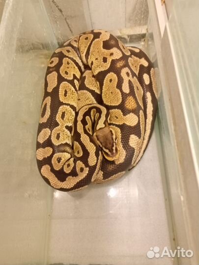 Королевская шар змея