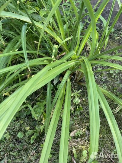 Большие кусты лилейника Орандж Нассау