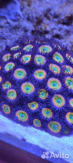 Морские кораллы