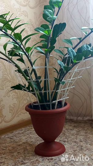 Замиокулькас