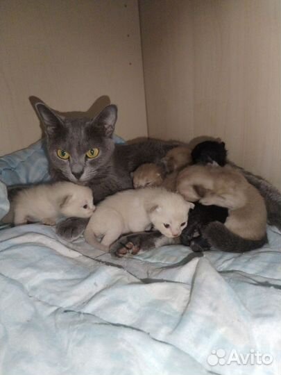 Бурманская кошка