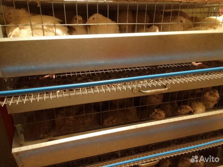 Яйца перепелиные