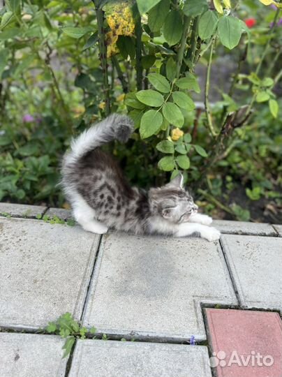 Котята в добрые руки даром