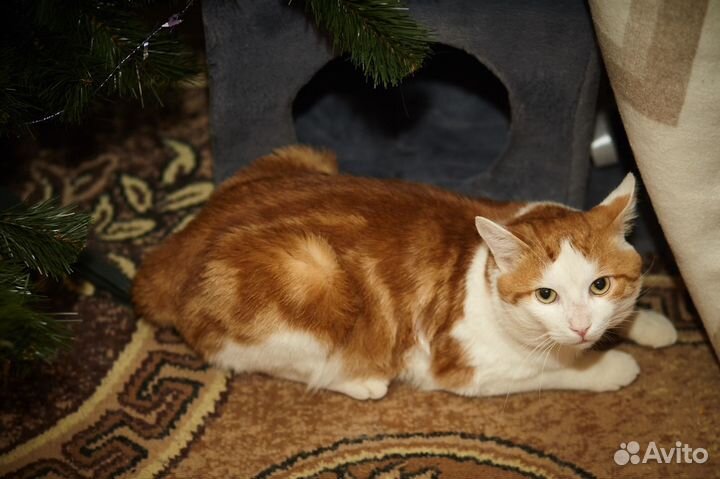 Котику нужен очень дом