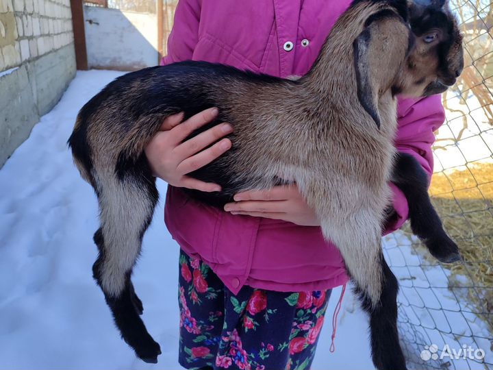 Англо-нубийские козлята