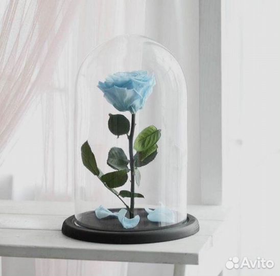 Роза в колбе. Новая