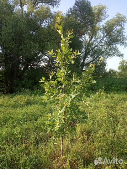 Дуб от1 года до 5 лет
