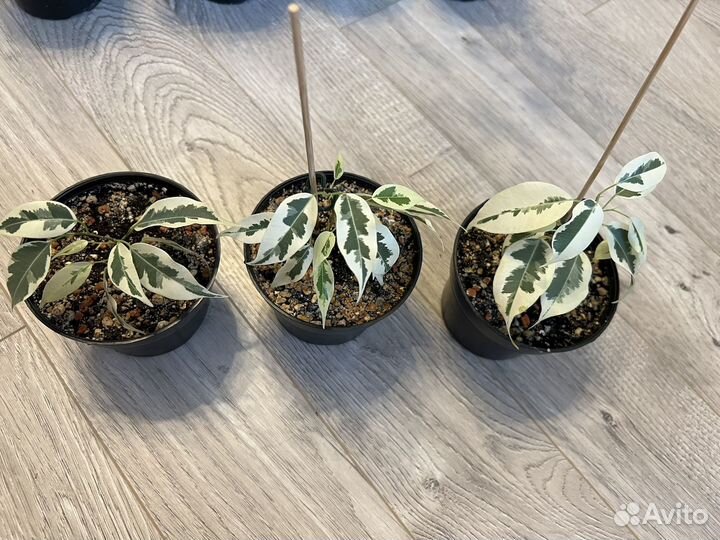 Фикус бенжамина