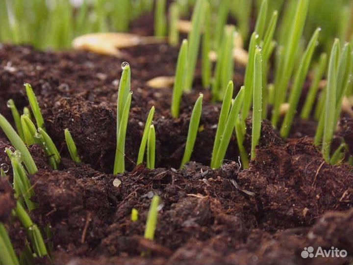 Грунт растительный