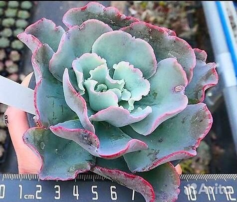 Суккуленты часть 3- Эхеверии, граптоверии