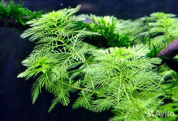 Перистолистник матогросский Myriophyllum matogross