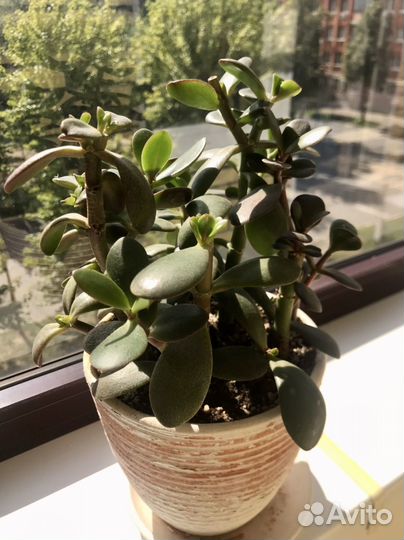 Красула толстянка