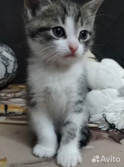 Котенок девочка