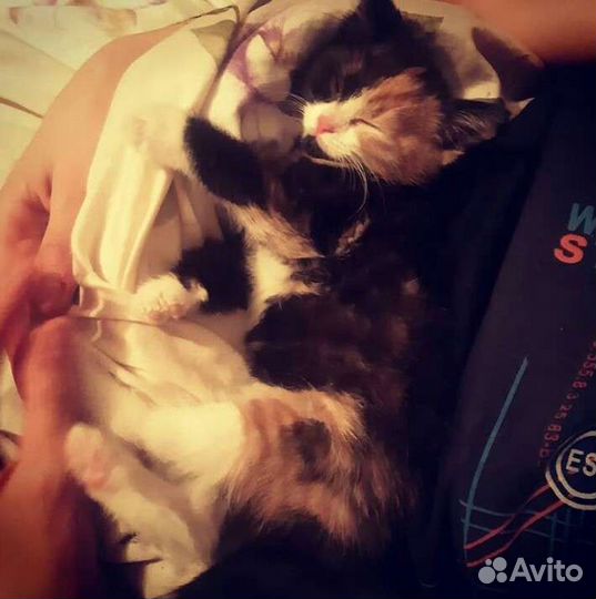 Передержка животных