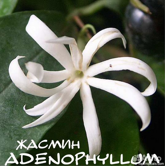 Жасмины комнатные