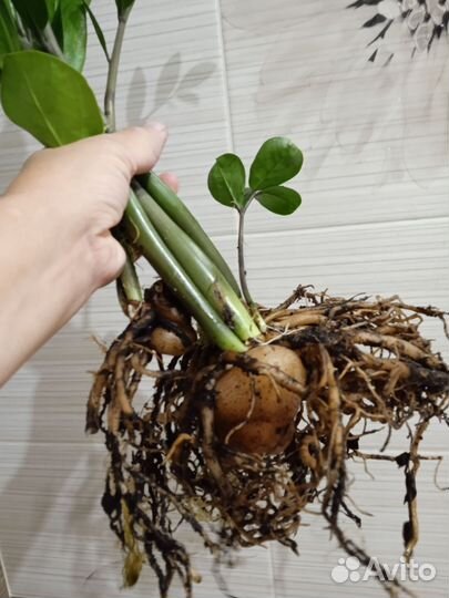 Замиокулькас Долларовое дерево