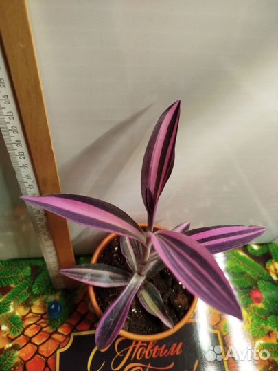 Традесканция