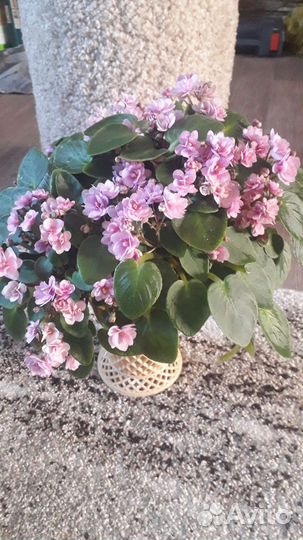 Фиалки трейлеры