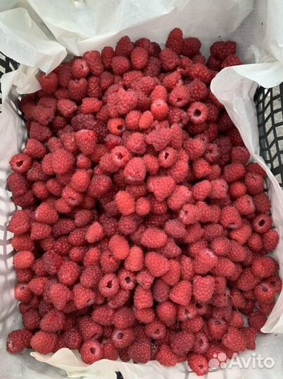 Малина Байкальская