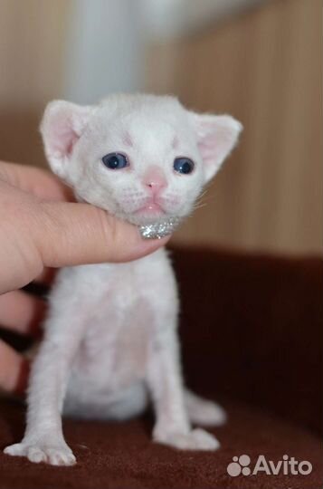 Девон-рекс малыши