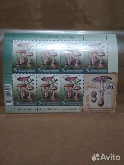 Ядовитые грибы. Беларусь 2022, мл с купоном