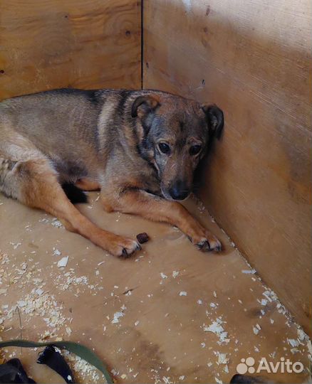 Старый пёс не выходит из клетки приюта