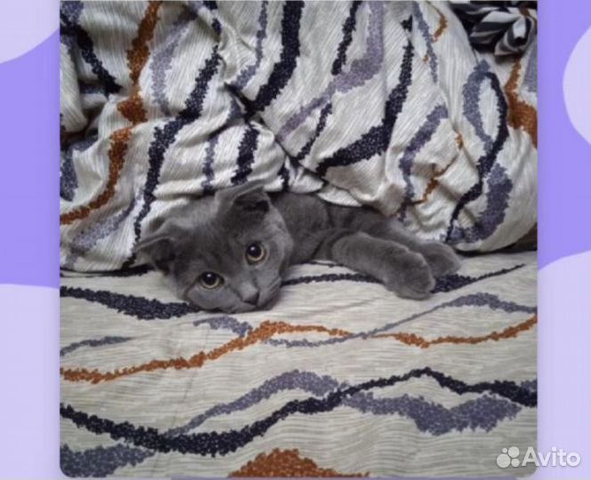Британские котята