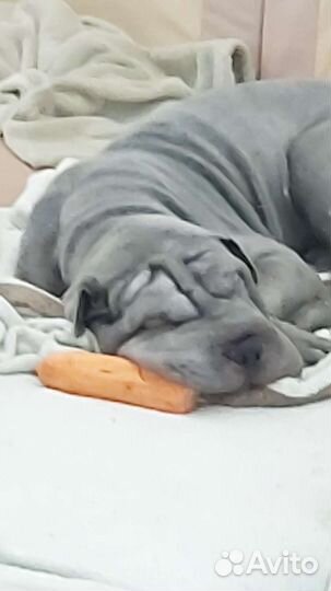 Шарпей вязка