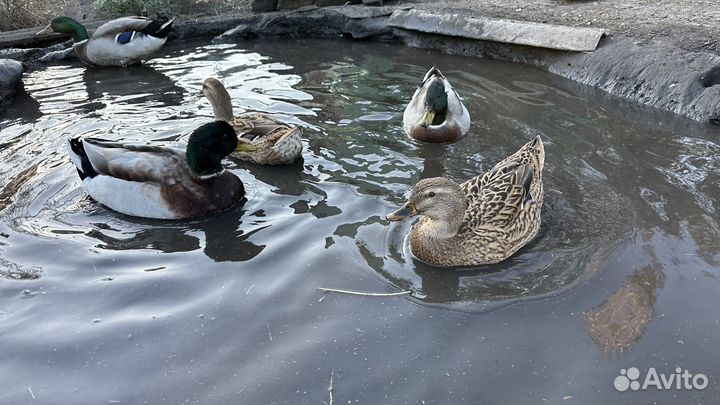 Дикая утка кряква