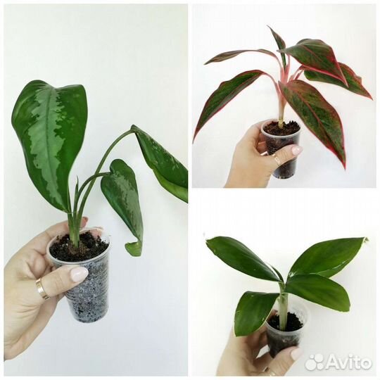 Аглаонема Крит, Йок Канхана, Бьюти Паттайя