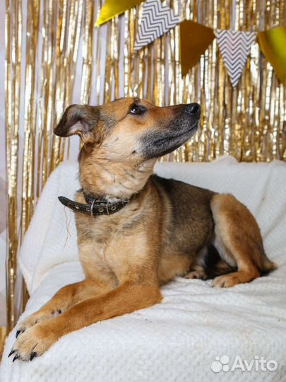 Небольшая милая собака в добрые руки бесплатно