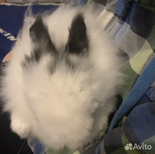 Декоративный кролик