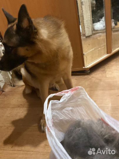 Собачья шерсть пух