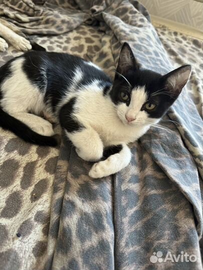 Кошка