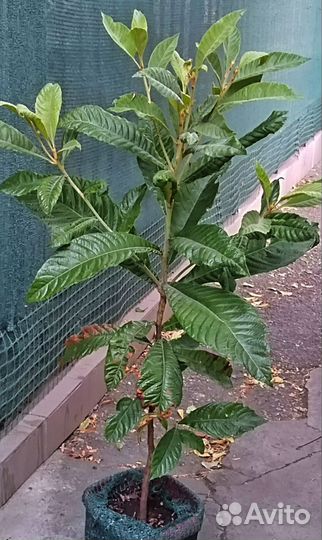 Мушмула японская