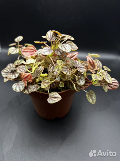 Пеперомия piccolo банда