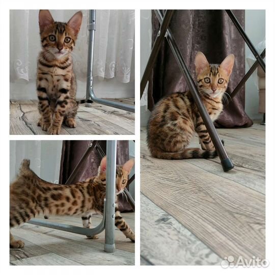 Бенгальская