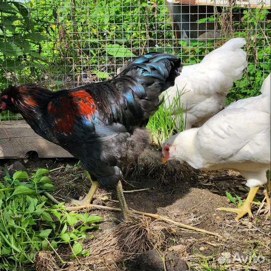 Семья Амераукан