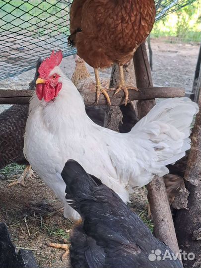 Инкубационное яйцо