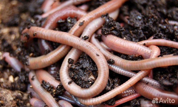 Калифорнийские черви для биогумуса