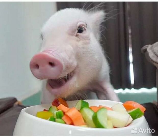 Квинка порося