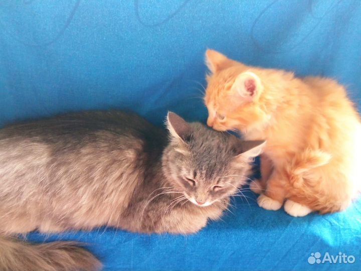 Котята в добрые руки