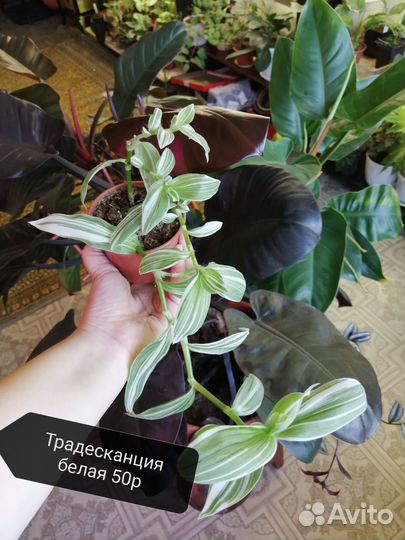 Комнатные растения часть 3