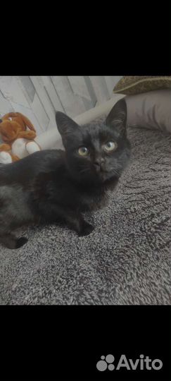 Кошка в дар бесплатно