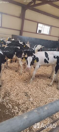 Крс бычки телки