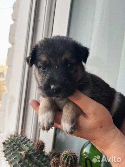 Щенки в добрые руки