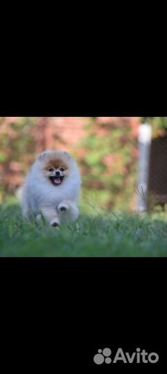 Померанский шпиц медвежьего типа