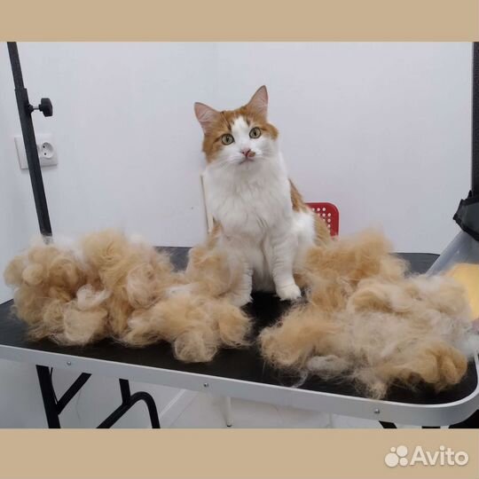 Груминг собак и кошек, чистка зубов